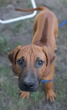 ostatni samiec po pracujących rodzicach w dogoterapii 5