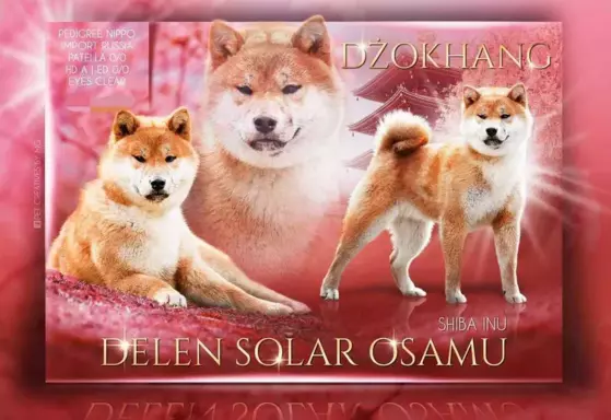 Dostępne do rezerwacji szczeniaczki Shiba Inu ZKWP 5