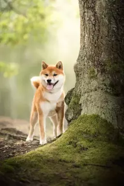 Dostępne do rezerwacji szczeniaczki Shiba Inu ZKWP 6