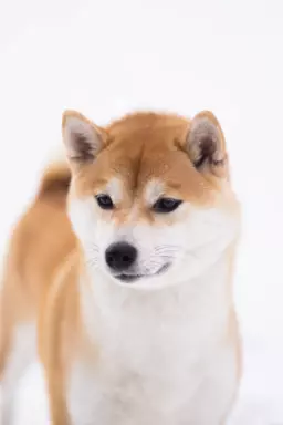 Dostępne do rezerwacji szczeniaczki Shiba Inu ZKWP 3