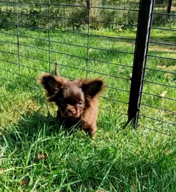 Chihuahua piesek czekoladowy długowłosy 4