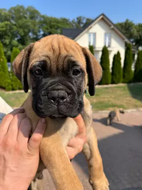 Piękne szczenięta bullmastiff 2