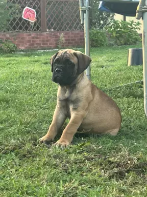 Piękne szczenięta bullmastiff 3