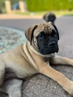 Piękne szczenięta bullmastiff 4