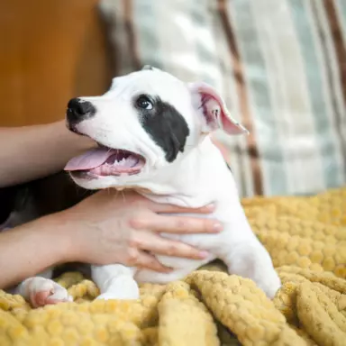 Suczka Amstaff ZKwP/FCI czarna czarno-biała ALPP clear 2