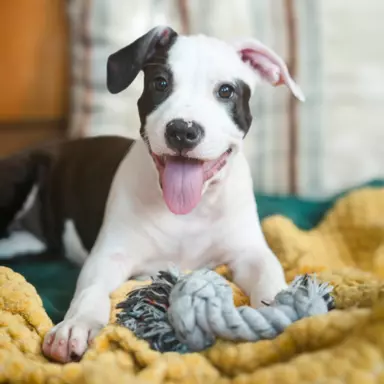 Suczka Amstaff ZKwP/FCI czarna czarno-biała ALPP clear 1