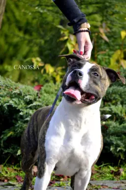 Suczka Amstaff ZKwP/FCI czarna czarno-biała ALPP clear 10