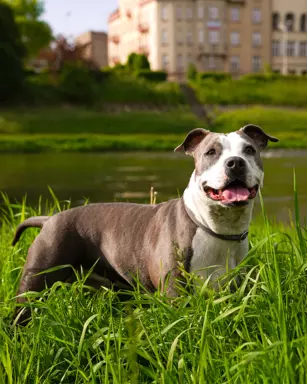 Suczka Amstaff ZKwP/FCI czarna czarno-biała ALPP clear 7