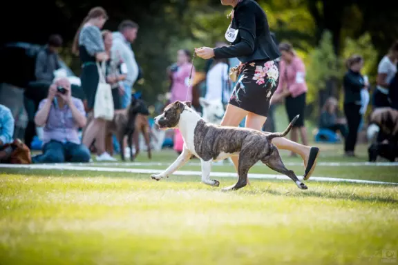 Suczka Amstaff ZKwP/FCI ALPP clear ATAXIA clear czarna 10