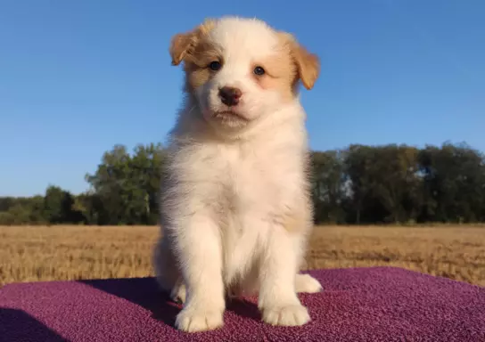 BORDER COLLIE - Samiec / Pies ee-red z hodowli WIĄZ 1