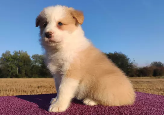 BORDER COLLIE - Samiec / Pies ee-red z hodowli WIĄZ 2