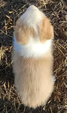 BORDER COLLIE - Samiec / Pies ee-red z hodowli WIĄZ 3