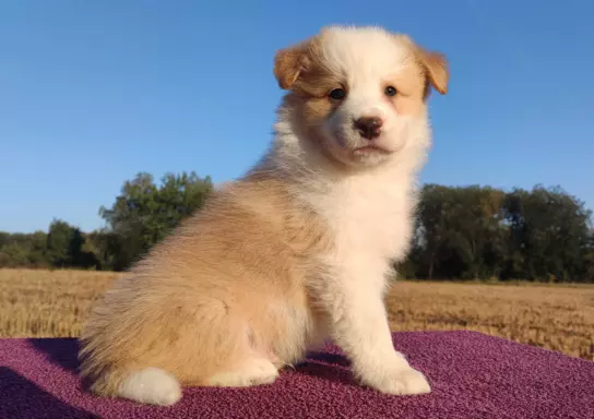 BORDER COLLIE - Samiec / Pies ee-red z hodowli WIĄZ 4