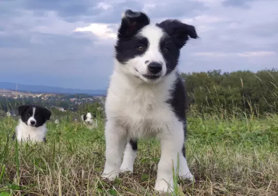 Border Collie - śliczna suczka z hodowli, komplet dok. 1