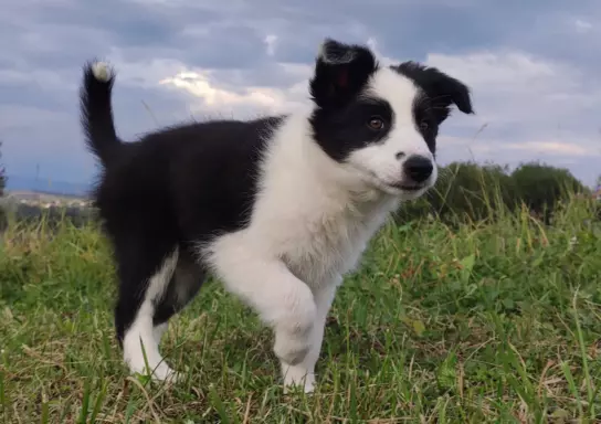 Border Collie - śliczna suczka z hodowli, komplet dok. 2