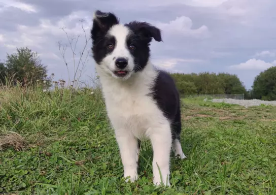 Border Collie - śliczna suczka z hodowli, komplet dok. 3