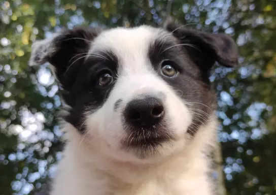 Border Collie - śliczna suczka z hodowli, komplet dok. 4