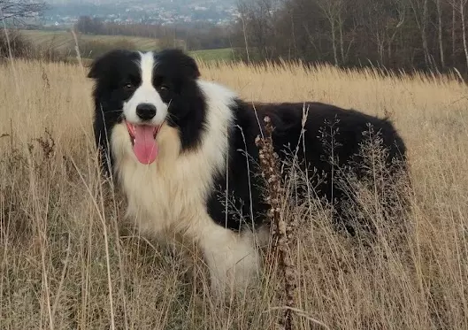 Border Collie - śliczna suczka z hodowli, komplet dok. 5