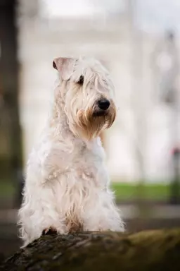 Irish soft coated wheaten terrier - planowany miot 1