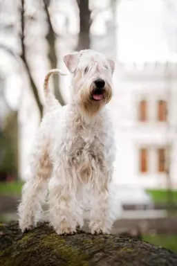 Irish soft coated wheaten terrier - planowany miot 3