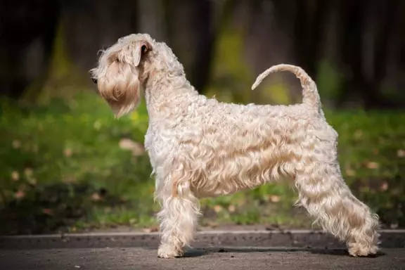 Irish soft coated wheaten terrier - planowany miot 4