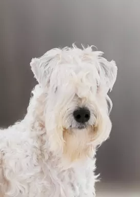 Irish soft coated wheaten terrier - planowany miot 2