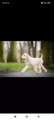 Irish soft coated wheaten terrier - planowany miot 5