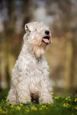 Irish soft coated wheaten terrier - planowany miot 6