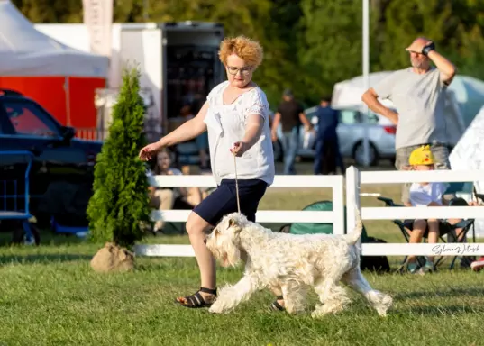 Irish soft coated wheaten terrier - planowany miot 7