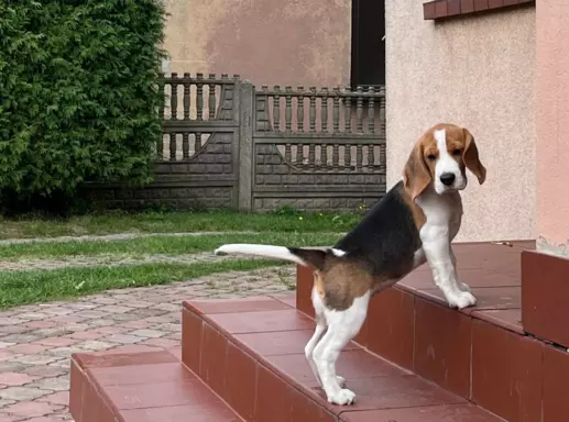 Suczka Beagle gotowa do odbioru 8