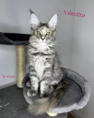 Kocięta Maine Coon - hcm N/N 3