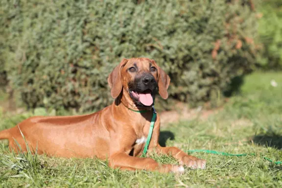 ostatnia Rhodesian Ridgeback po pracujących rodzicach 1