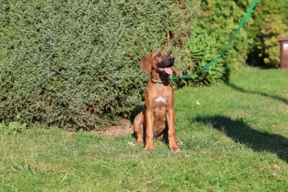 ostatnia Rhodesian Ridgeback po pracujących rodzicach 2