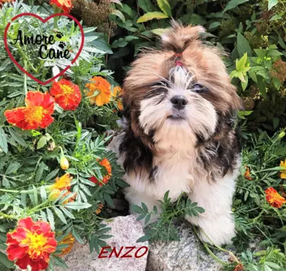 Przepiękny piesek shih-tzu ENZO-ZAREZERWOWANY. 1