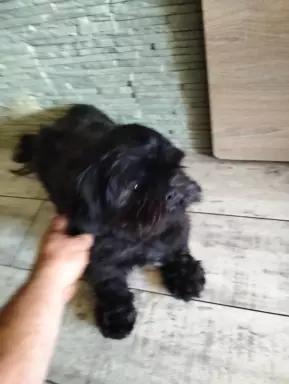 Czarny Shih Tzu 2