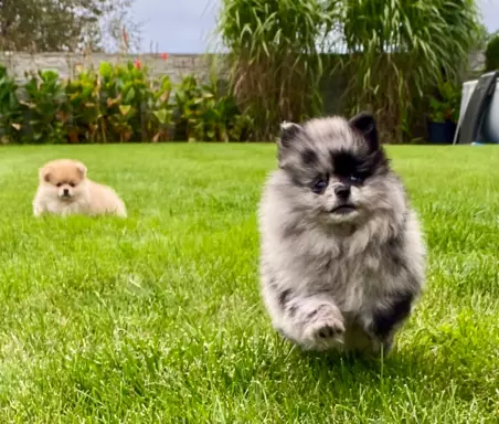 Dziewczynka Pomeranian Blue Merle 1