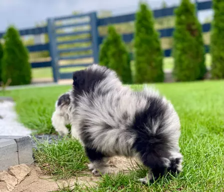 Dziewczynka Pomeranian Blue Merle 5