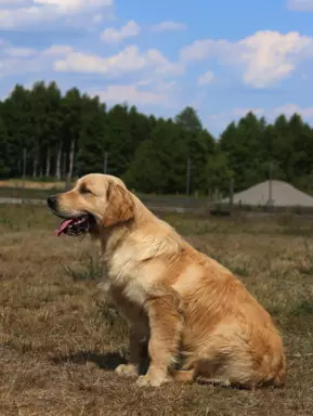 Golden Retriever ciemno - złota szczeniaki 7