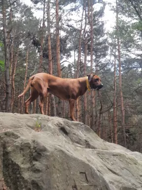 Zapowiedź miotu Szczeniak Rhodesian Ridgeback - miot 2024/25 2