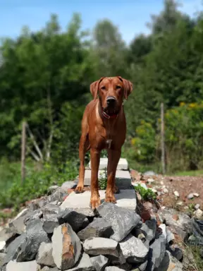 Zapowiedź miotu Szczeniak Rhodesian Ridgeback - miot 2024/25 4