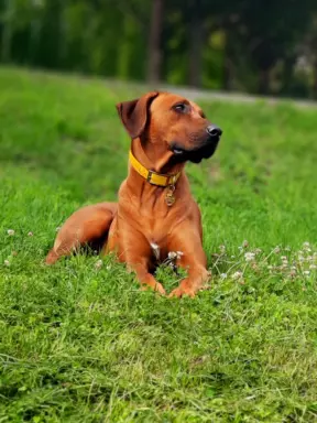 Zapowiedź miotu Szczeniak Rhodesian Ridgeback - miot 2024/25 5