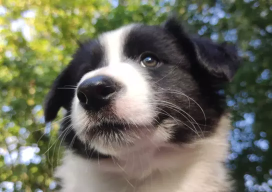 Szczenię Border Collie - Pies 1