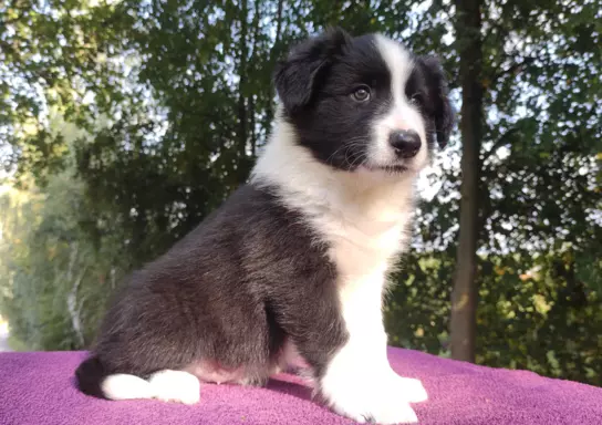 Szczenię Border Collie - Pies 3