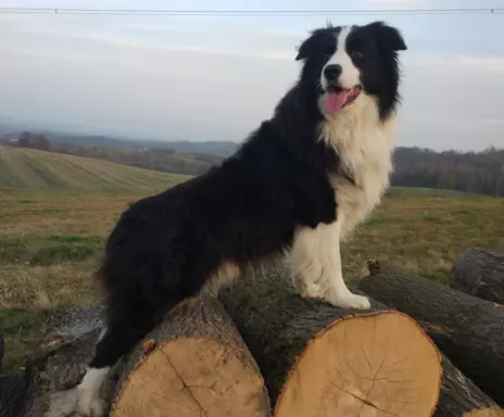 Szczenię Border Collie - Pies 8