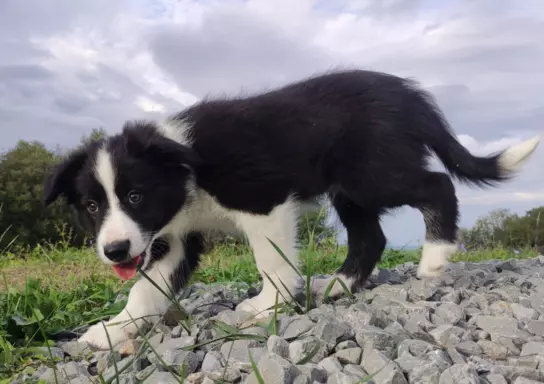 Szczenię Border Collie - Pies 5