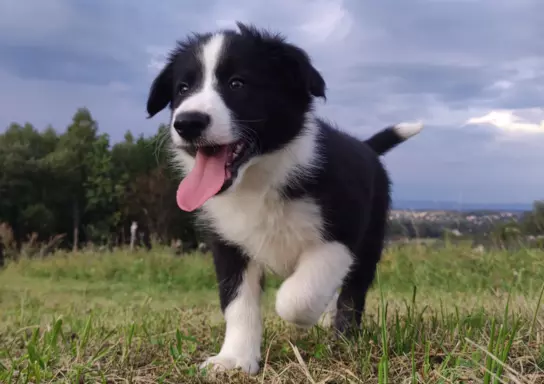 Szczenię Border Collie - Pies 2