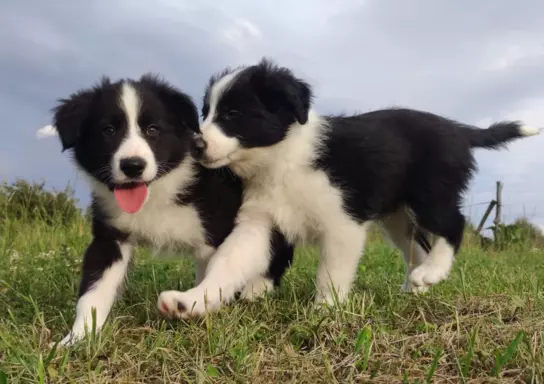 Szczenię Border Collie - Pies 6