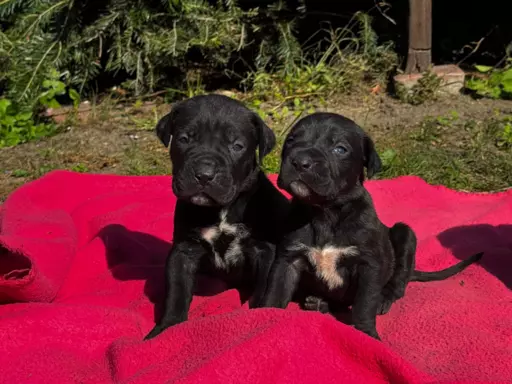 Szczeniaki Cane Corso 2