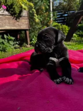 Szczeniaki Cane Corso 3