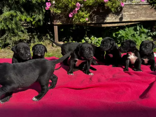 Szczeniaki Cane Corso 1